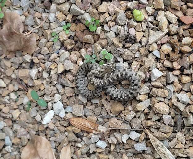 couleuvre vipérine juv 2025 09 (2)