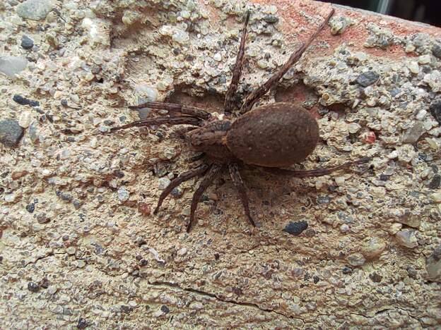 Alopecosa albofasciata 2026 05 (2)