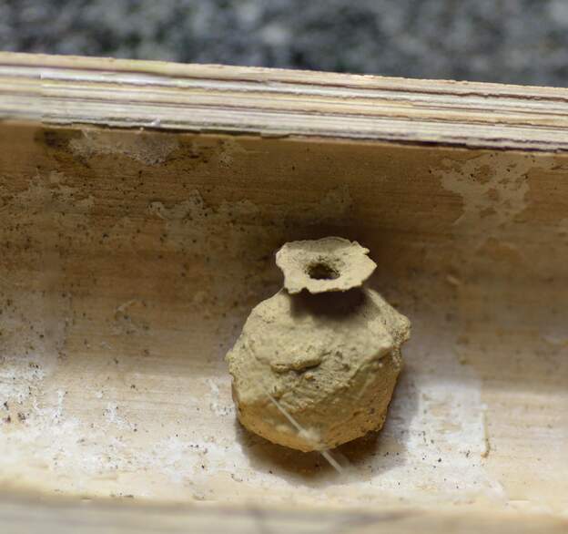 Eumène sp. 2021 Un nid caractéristique d'une Eumène, la guêpe potière . On l'a trouvé dans un bambou sec que nous avons fendu en deux pour le jardin.