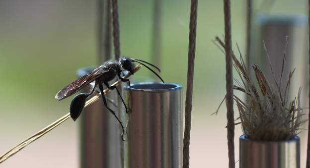 Isodontia mexicana Venue d'Amérique vers les années 60, elle s'est longtemps cantonnée dans le midi chaud, mais elle est maintenant dans toute la France. Là elle fait son nid dans...