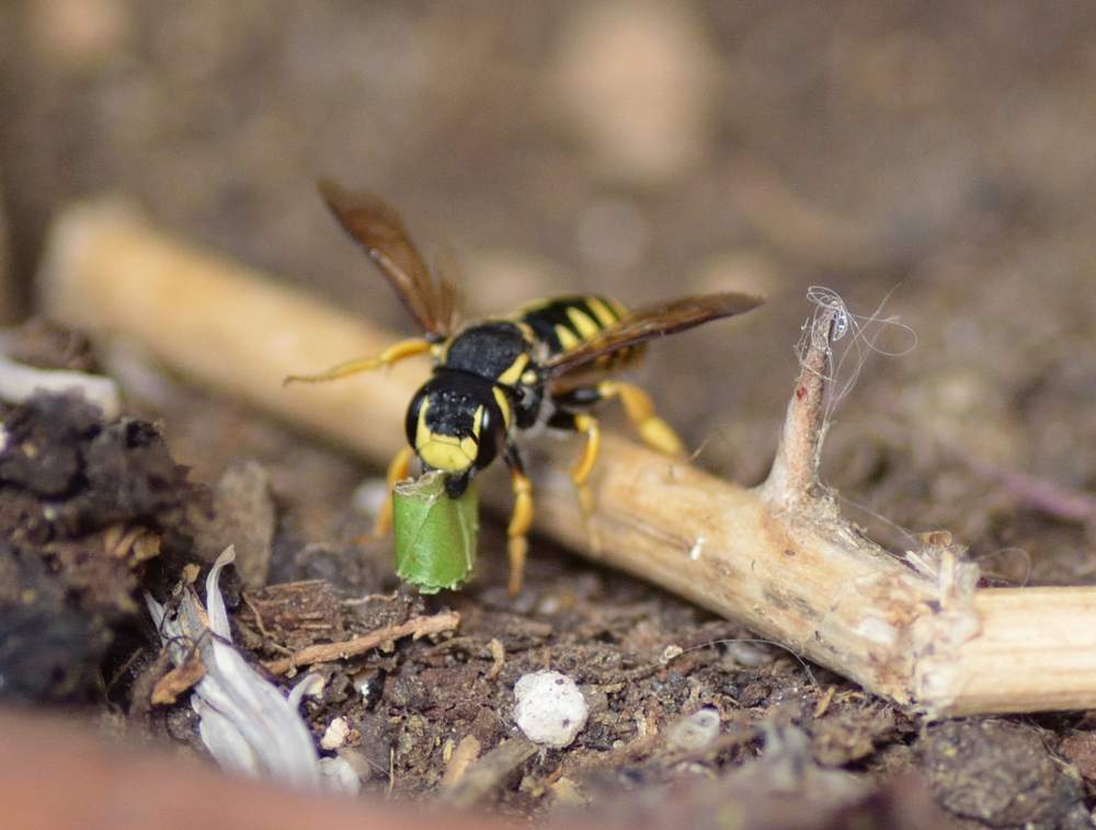 Trachusa interrupta Description d'un jardin près de Toulouse