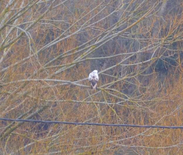 Buse variable à forme claire 2026 01