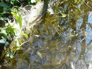 Serpents et autres reptiles Serpents et lézards : Pour l'instant très peu de ces bestioles, nous en voyons peu, et elles ne prennent pas le temps de...