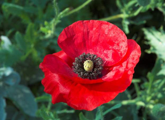 Papaver rhoeas 1 Autrement dit le coquelicot de nos champs.