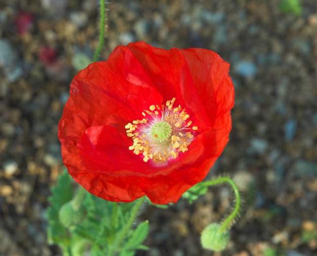 Papaver rhoeas hybride 1 Ce sont des hybrides de coquelicot ( Papaver rhoeas )