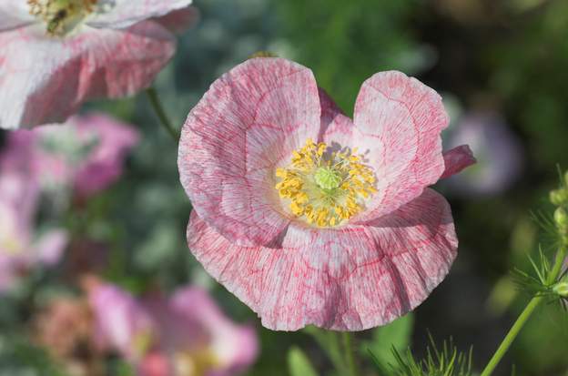 Papaver rhoeas hybride 2 Là aussi, un hybride de coquelicot, les anglais ont créé toute une famille de cultivars 