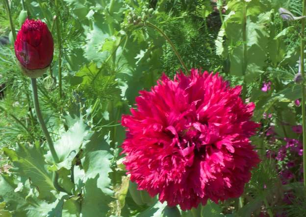 Papaver somniferum 1 Le pavot avec lequel on fait l'opium... quand ce n'est pas un hybride destiné à la décoration !