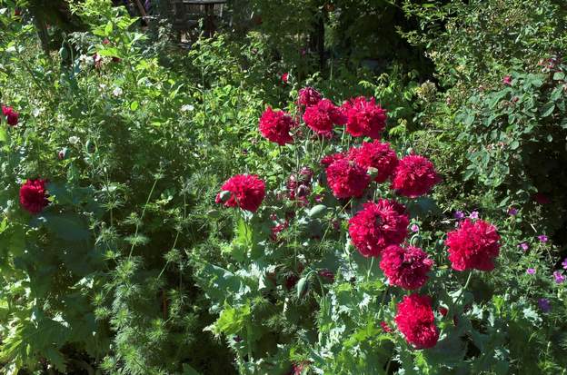 Papaver somniferum 2 énorme pavot rouge sombre, pousse seul depuis des années dans le jardin, quel plaisir !