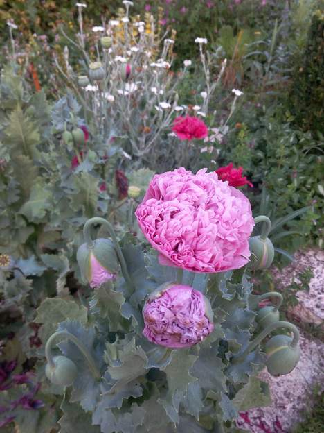 Papaver somniferum 2017a Enfin un pavot annuel qui n'est pas rouge... il a du mal à s'ouvrir tellement il est froufroutant.