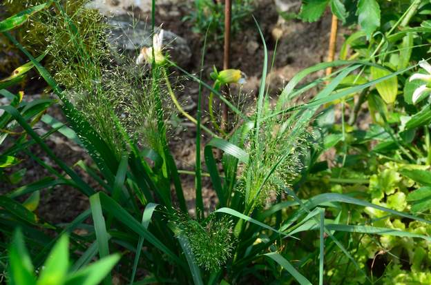 Panicum elegans 2018 07 Jolie annuelle sauvage du coin.