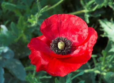 Pavots Papaver en latin. La plupart de nos pavots sont des annuels, qui se resèment gentiment. Sauf ceux qui refusent...