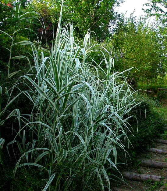 Arundo donax 'Variegata' 2006 Canne de Provence panachée, une splendeur rafraichissante en été. Elle ne supporte pas bien l'hiver, elle a besoin de plein soleil, sinon elle périclite.