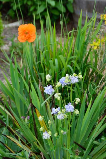 Bleu et orange Ce bleu pâle va bien avec l'orange du pavot.