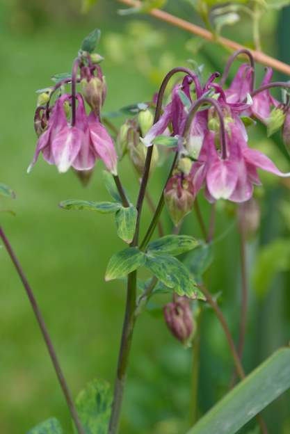 Feuilles panachées Elle est née ici, ça arrive souvent que de graines donnent des variétés panachées ! pour faire bien on l'appelle aussi Aquilegia vulgaris 'Woodside'