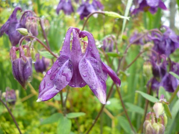 Sauvage Sans doute le type original. Aquilegia vulgaris