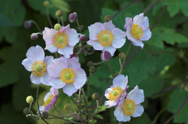 japonica rose 1 Plus petite que la blanche.