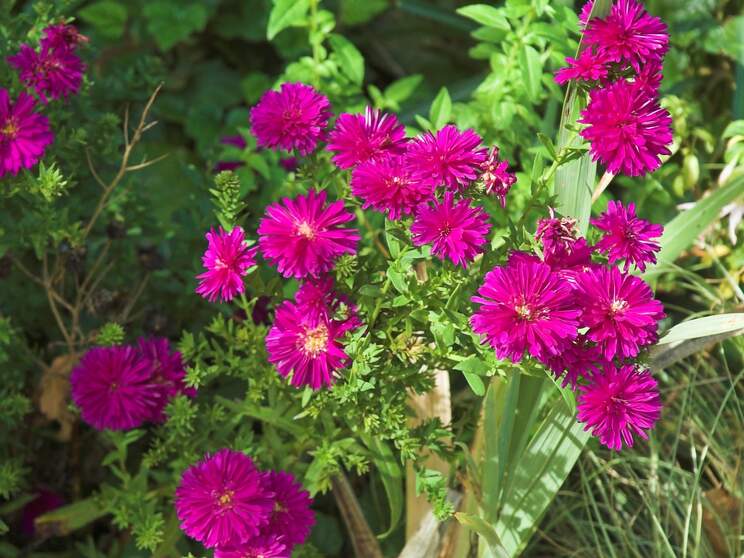 Asters