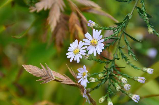 Aster Speyerer 'Herbstwage'