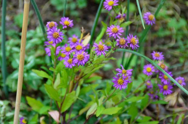 Aster ageratoides 'Ezo Murasaki' 2021 11 Un petit aster bien lumineux. Massif de Coline.