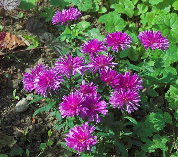 Aster novi belgi 1
