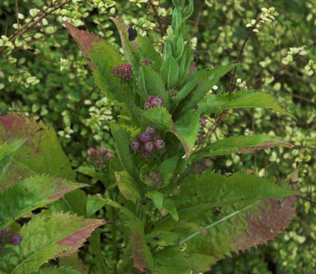 Aster tatarica 1