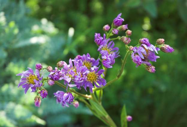 Aster tatarica