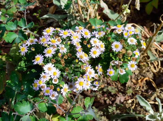 Kalimeris incisa 'Madiva' 2019 09 De la famille des asters, planté dans le massif de Coline. C'est la seule espèce du genre Kalimeris, chose rare !