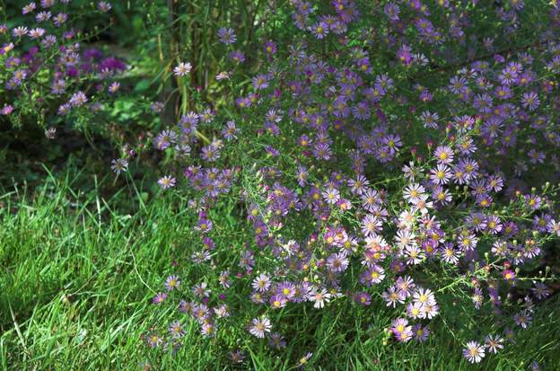 aster ericoides 'Hester'