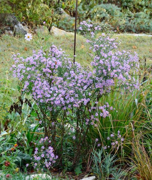 aster ericoides 'Pink Star'