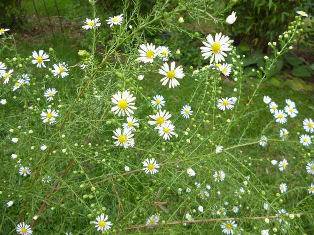 aster ericoides