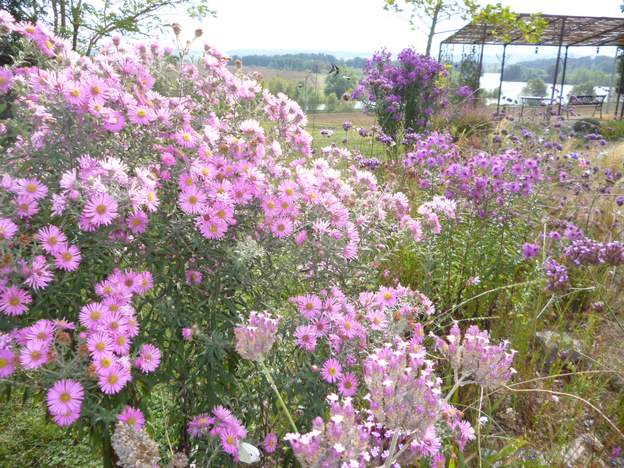 aster novae angliae 2