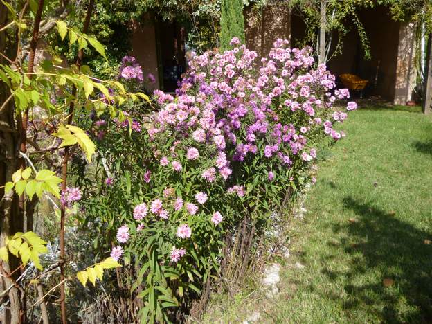 aster novae angliae
