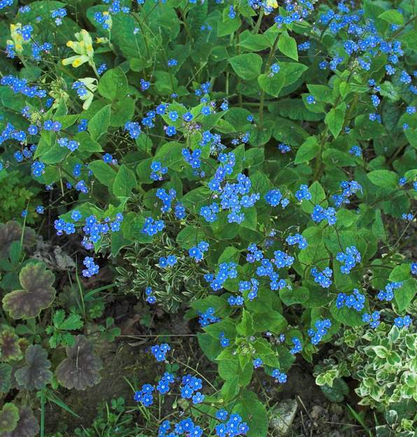 Brunnera macrophylla normale. L'espèce d'origine.
