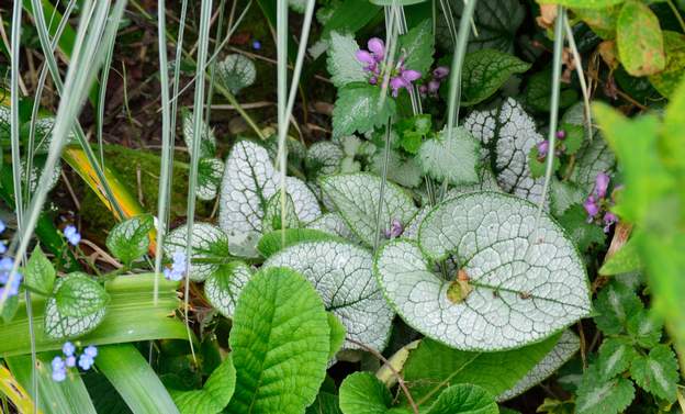 Brunnera macrophylla 2 'Jackfrost' (3)