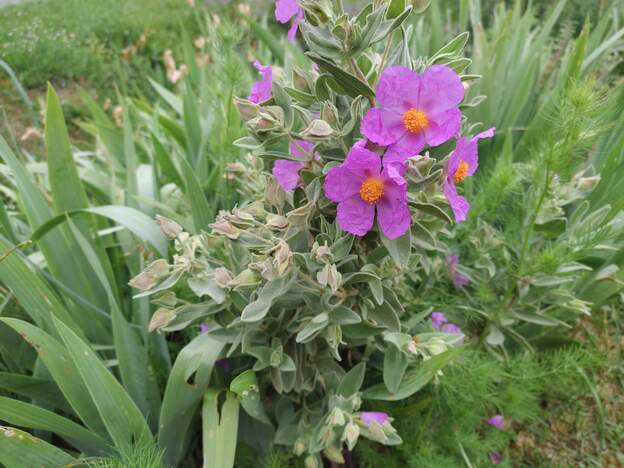 Cistus albidus 2026 04
