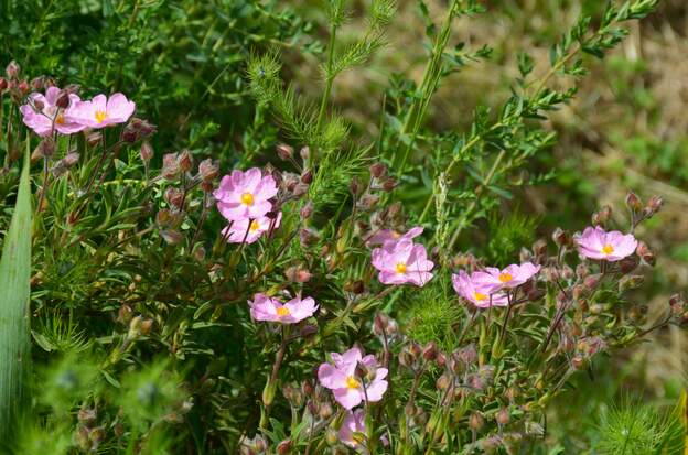 Cistus incanus ssp. tauricus 2025 05 Un cviste couvre-sol qui devrait se plaire le long du fossé, drainé, ensoleillé.