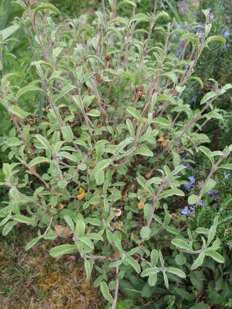 Cistus incanus tauricus 2026 04