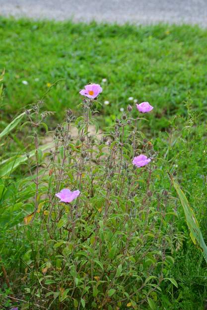 Cistus x 2025 05