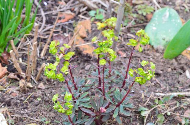 amygdaloides 'Purpurea' 2 achat 1/5/2013
