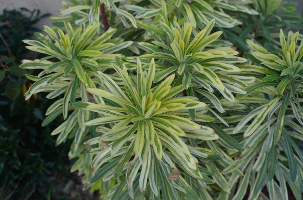 characias 'Burrow Silver' 1 Euphorbia characias ssp. wulfenii 'Burrow Silver' pour être précis Achetée en 2010. Plantée contre le mur dans le parking.