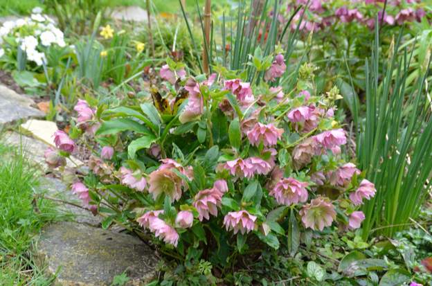 orientalis 'Double Ellen Pink' 2020 02