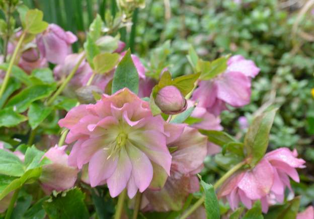 orientalis 'Double Ellen Pink' 9990