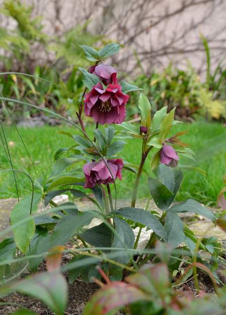 orientalis 'Double Ellen Purple' 2018 01