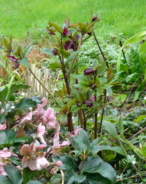 orientalis 'Double Ellen Purple' 2020 02