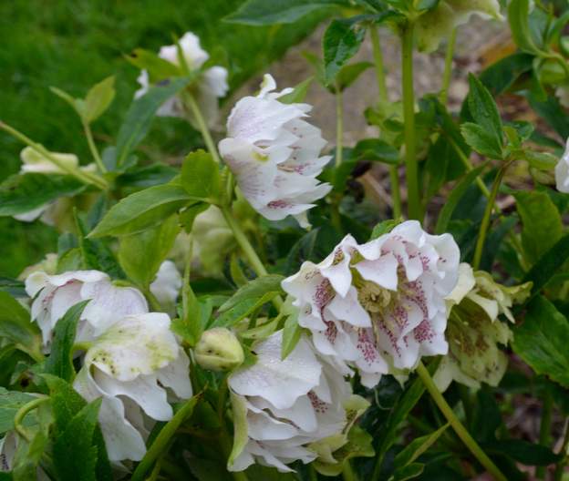 orientalis 'Double Ellen White Spotted' 9998