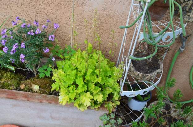 Citronelle 2025 En fait elle se porte très très bien et eset fort jolie en pot. Trop fragile pour la pleine terre dans le jardin.