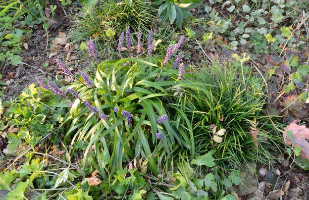 Liriope et Ophiopogon 2019 10 La 'Big Blue' à côté de l'Ophiopogon japonicus, on voit bien la différence entre ces deux plantes, l'une avec des feuilles un peu larges et se couchant...
