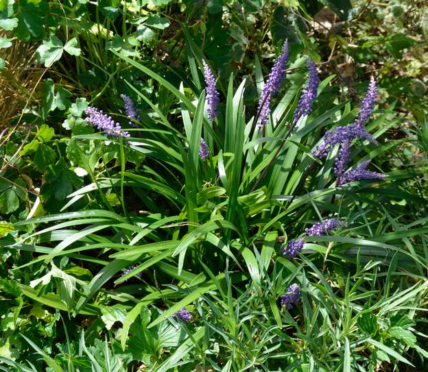 Liriope muscari 'Big Blue' 2018 08 Elle se développe peu à peu, couvre-sol de plein soleil lent.