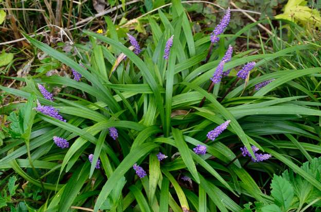 Liriope muscari 'Big Blue' 2019 09