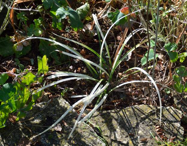 Liriope muscari 'Pure Blonde' 2019 10 Il a des feuilles totalement blanches. Bien plus qu'un autre cultivar 'Okina'.
